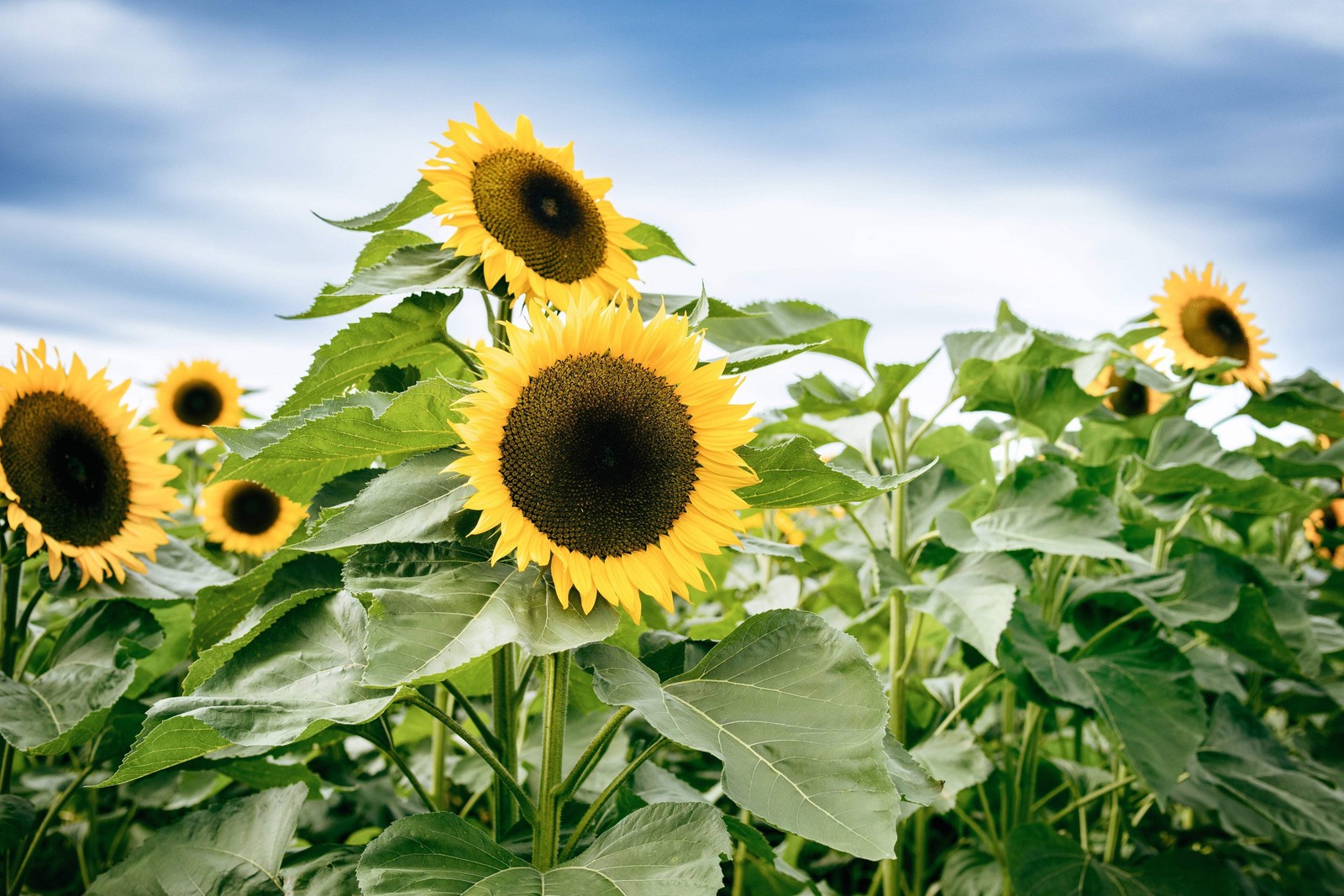 25 EBONY & GOLD SUNFLOWER Helianthus Annuus Flower Seeds