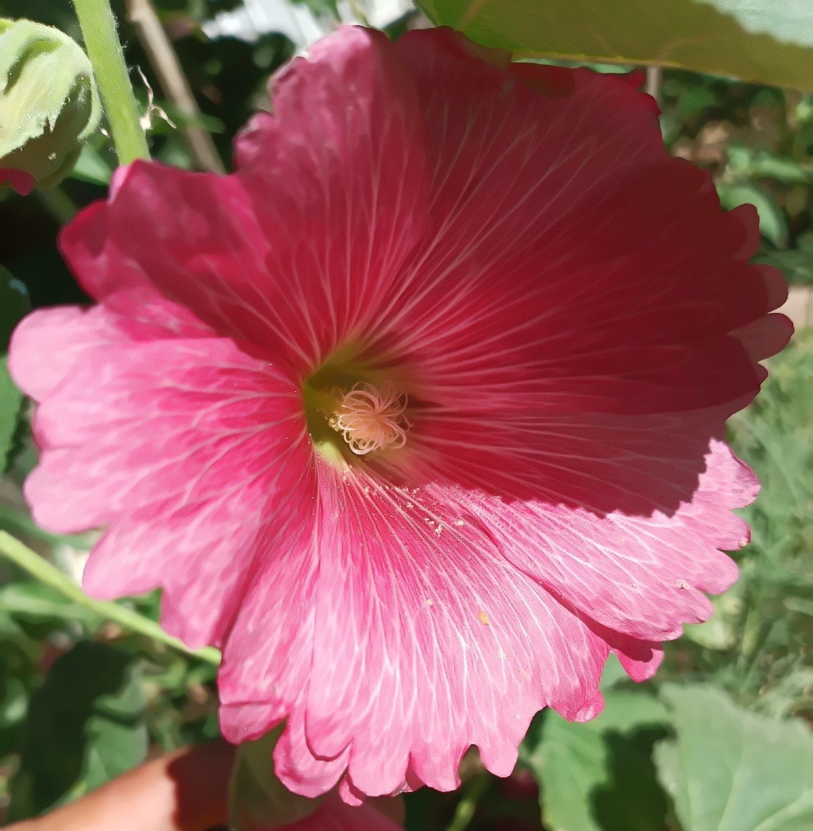 Light Purple Hollyhock – (100+) Seeds 1.5 g.