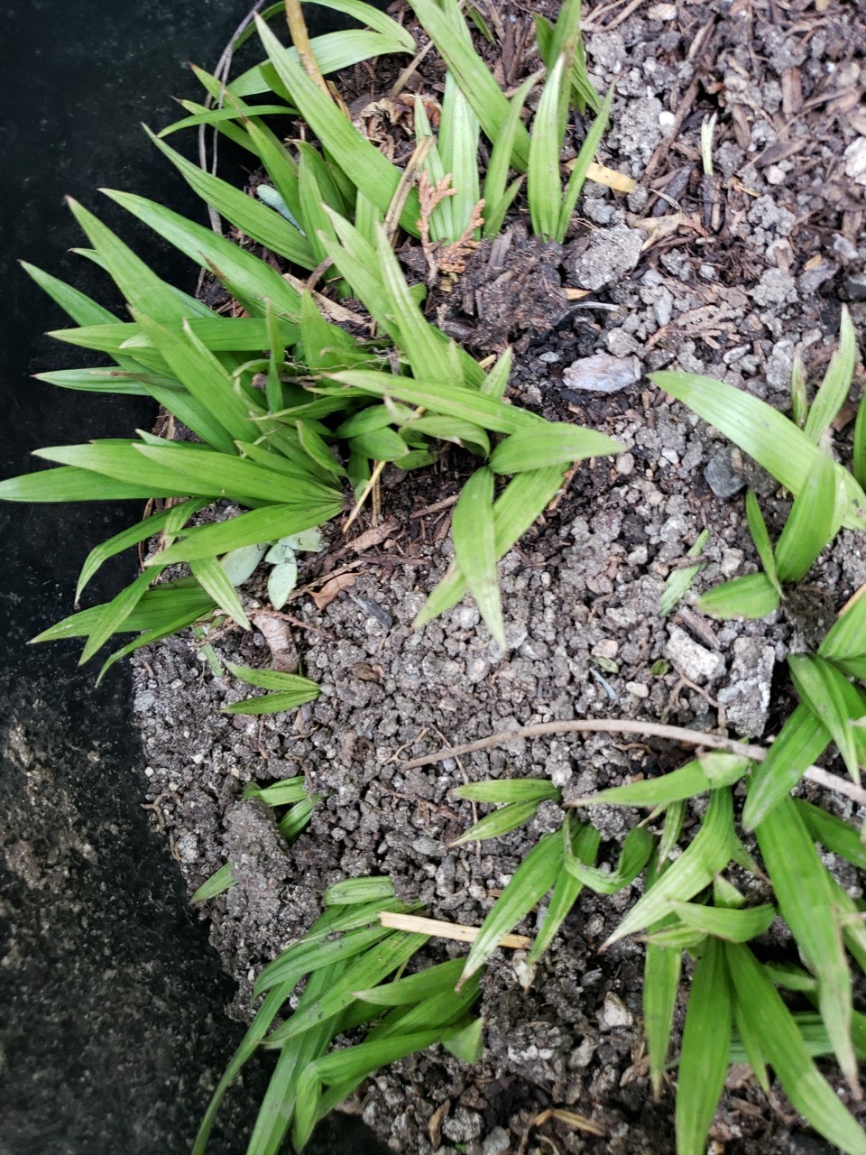 10 King Palm Seedlings from California