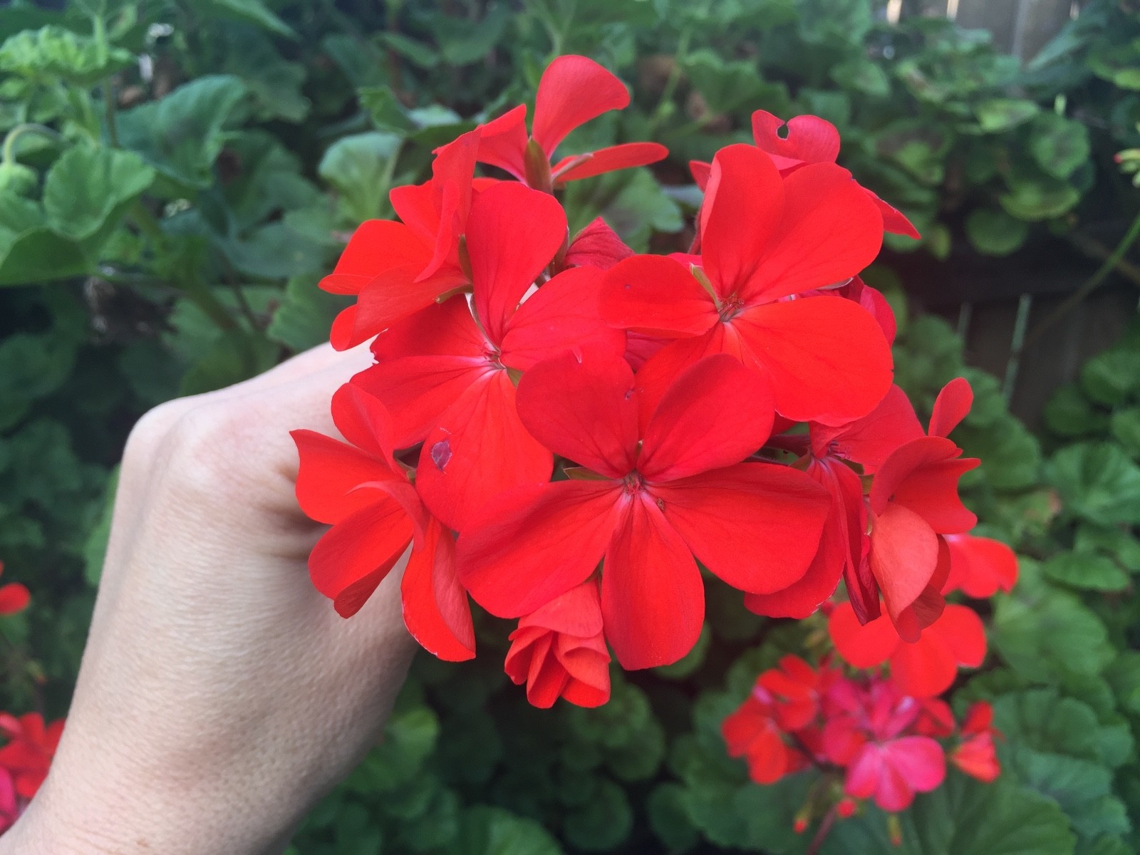 ORANGE RED PELARGONIUM ZONAL GERANIUM FRESH LIVE PLANT 5 X 6″ STARTER CUTTINGS