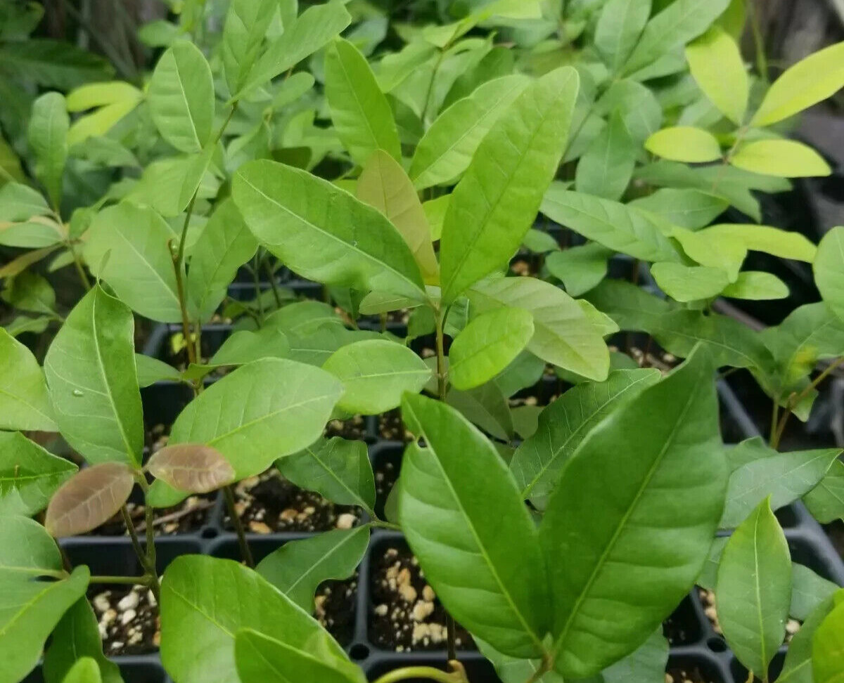 1 Plant Longan Tropical Fruit live Tree Logan Dragon Eye 10 Inches Plant