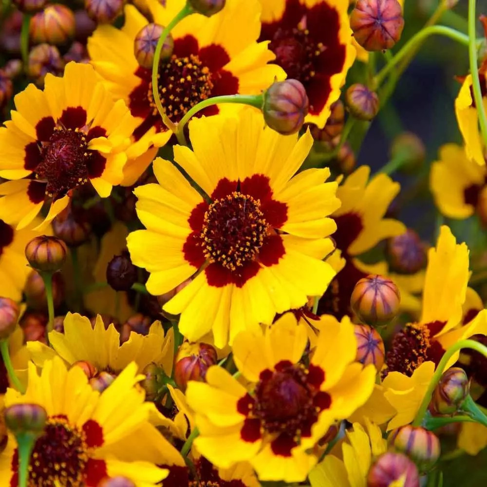 200+ Plains Coreopsis Seeds -Edible – Medicinal – Drought Resistant —- FRESH