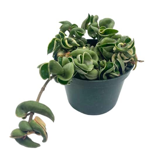 Variegated Hindu Rope, 6 inch, Hoya Compacta Carnosa, Very Rare Limited,