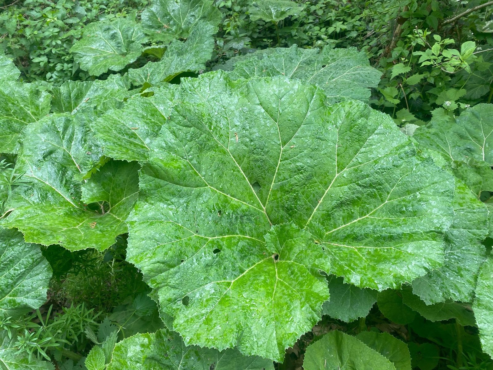 200 Great BURDOCK Arctium Lappa (Edible Burdock Cockle-Button) HERB Flower Seeds