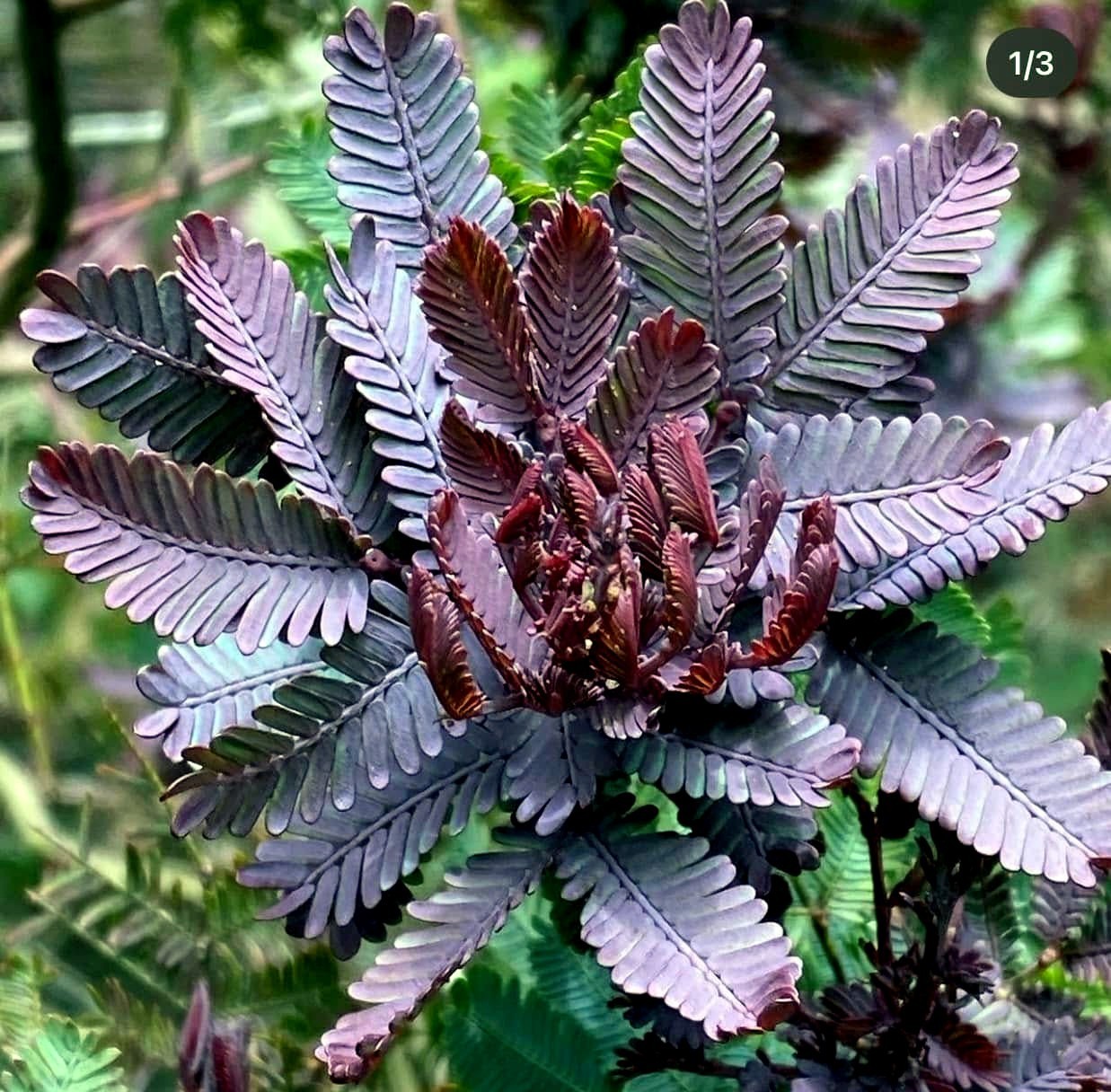 Chocolate Mimosa Tree Seeds (Acacia Baileyana v. Purpurea) Fern Leaf Flower