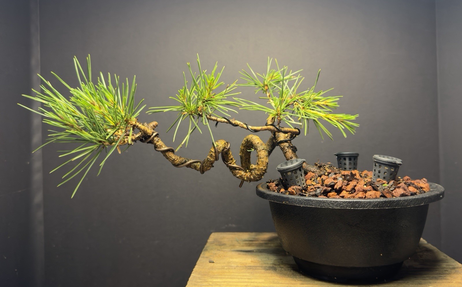 Bonsai Tree Japanese Black Pine Trained “Dragon” Style 7” Tall Plastic Grow Pot