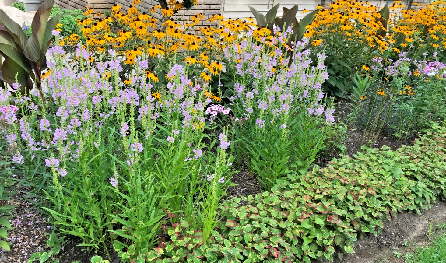 10 Live Plants Obedient Plant, Physostegia Virginiana PERENNIAL Bare Roots