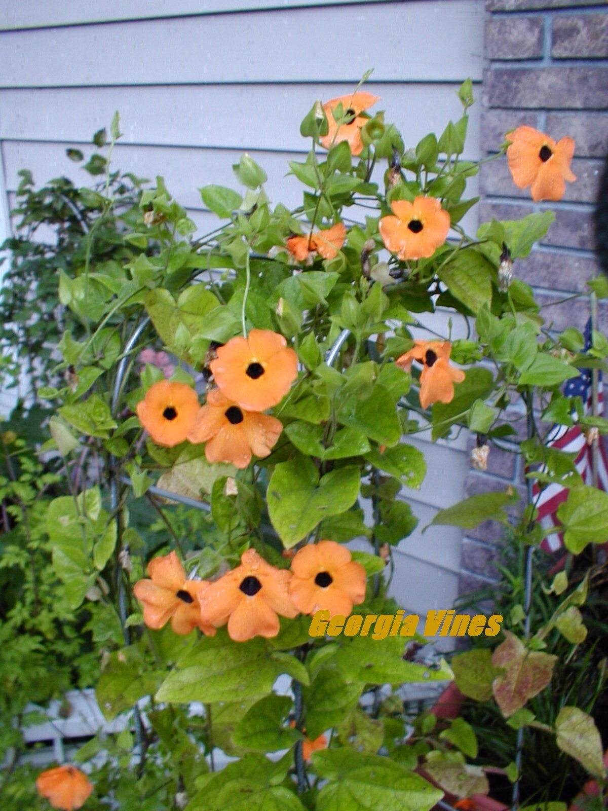 Thunbergia alata Black Eyed Susan Vine 10 seeds