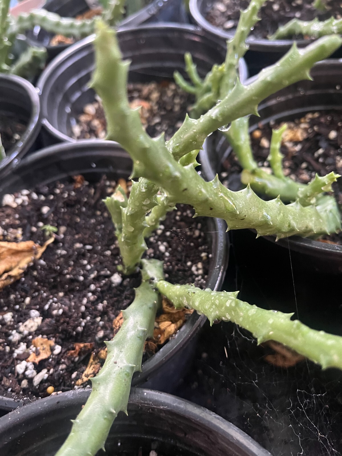 STAPELIA VARIEGATED STAR FISH FLOWER CRESTED ORBEA SHIP BARE ROOT