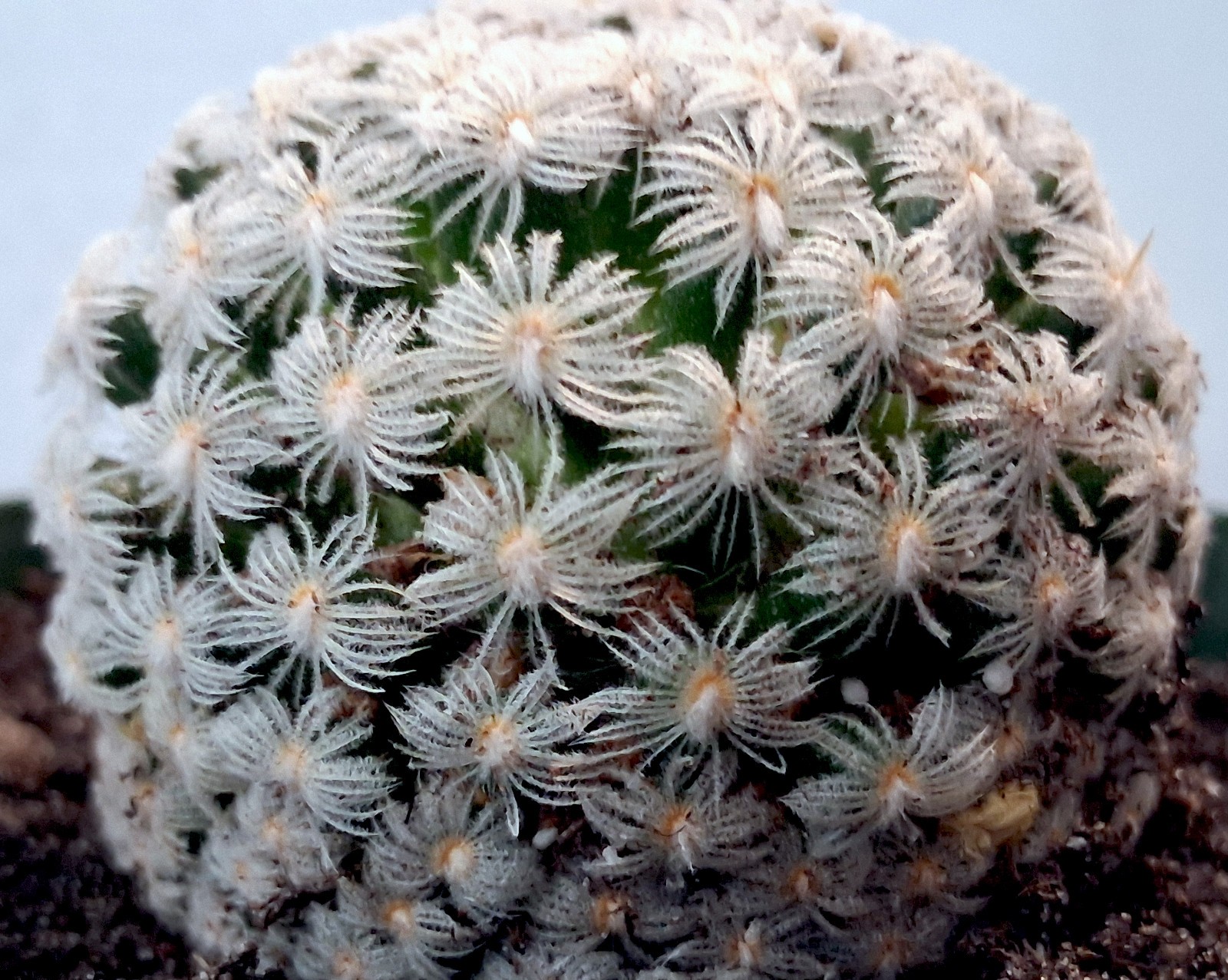 Rare Mammillaria duwei ‘Biznaguita’ – A Tiny, Fluffy Treasure from Mexico