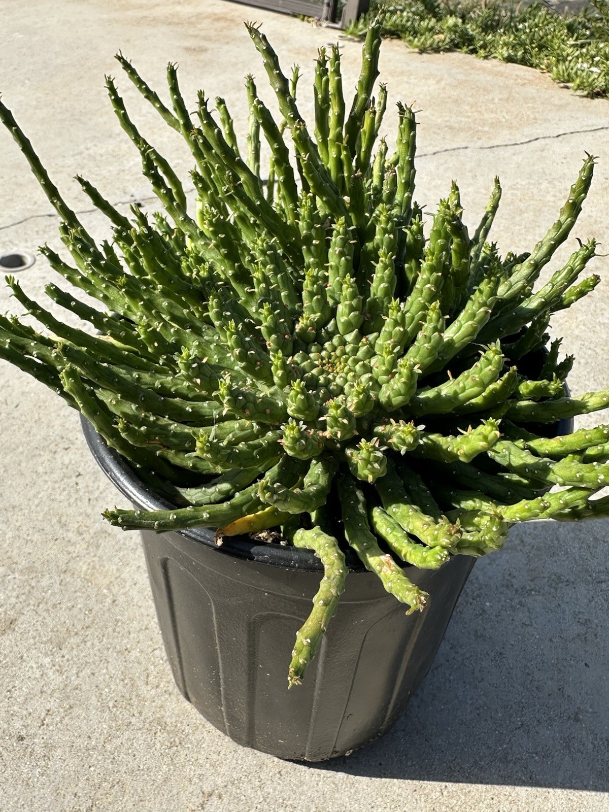 1 Gallon Large Euphorbia flanaganii Medusa’s Head Succulent 3+ Main Heads