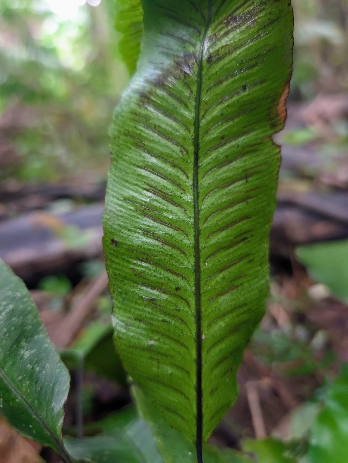 x2 LIVE Bare : Diplazium Ferns 10″ long each, exotic rare fern SHADE