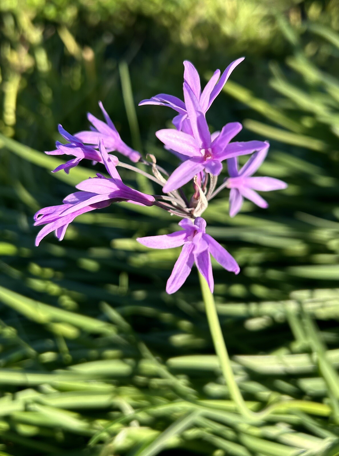 Tulbaghia Violacea – Society Garlic – Pink Agapanthus- 30 seeds 2024 – USA