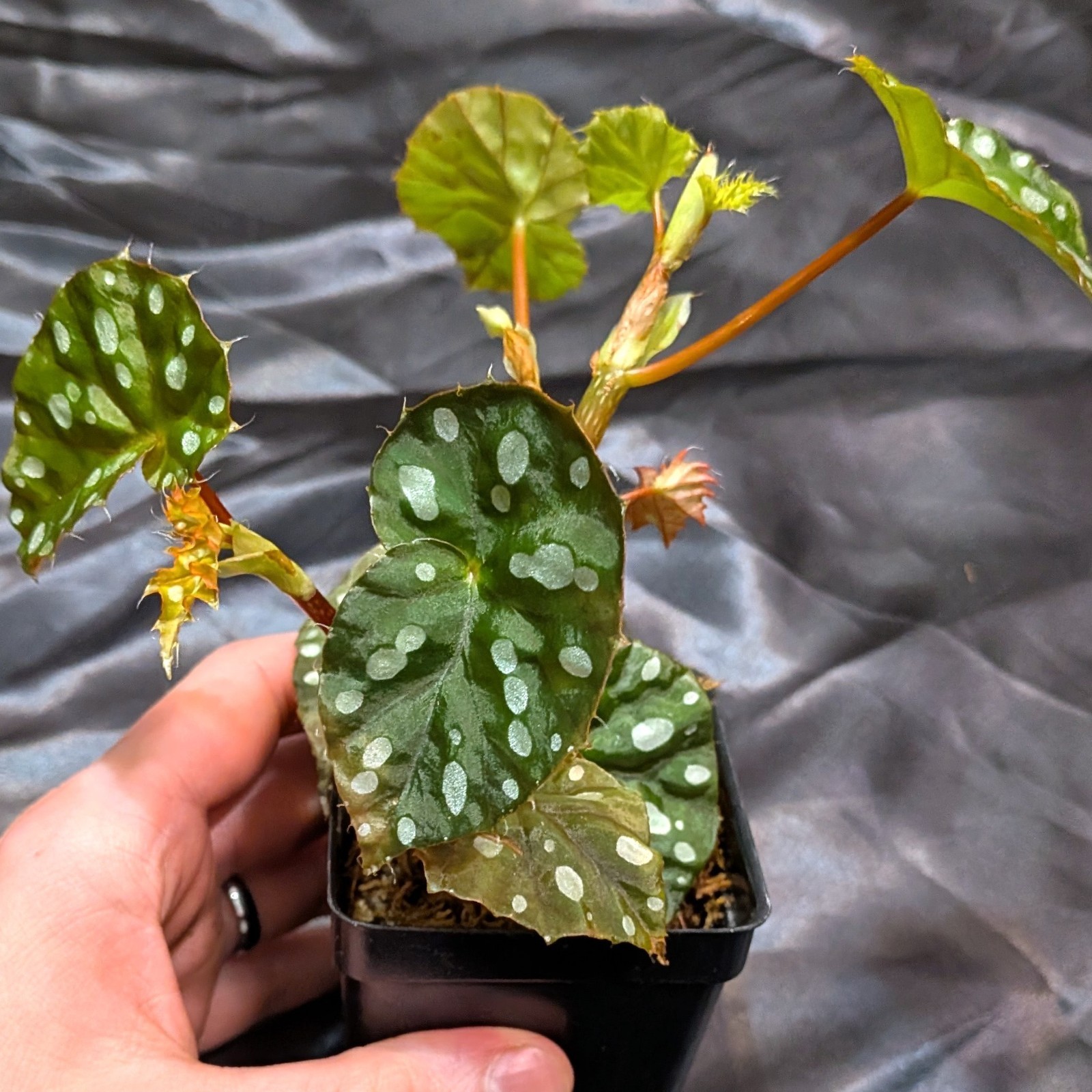 Begonia jiewhoei; Uncommon cane begonia; 3-4″ planter