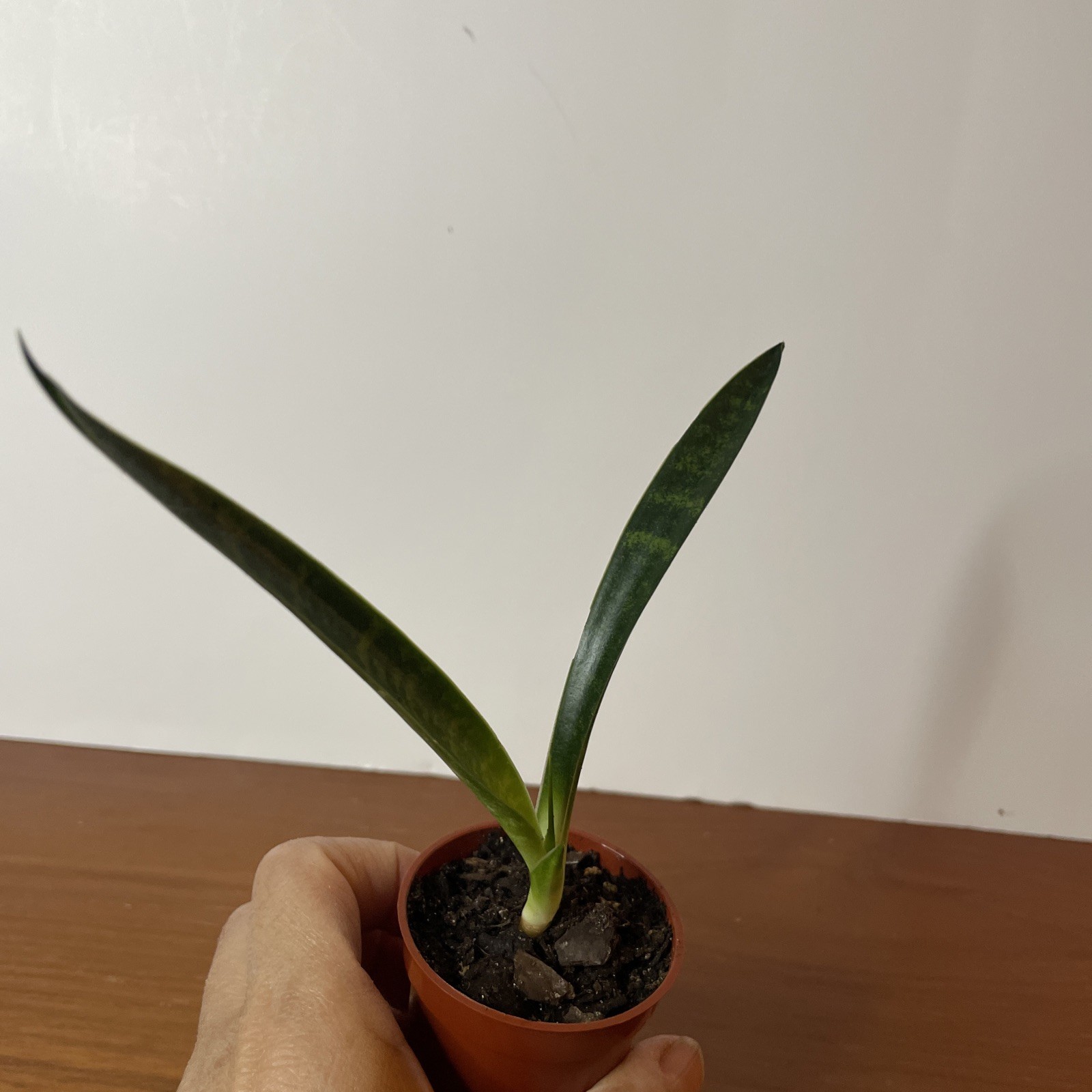 Snake Plant Sansevieria Fernwood Mikado Live Plant Houseplant easy care 6”