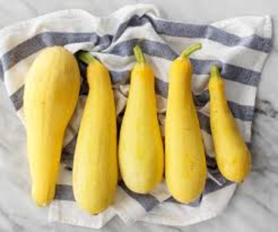 3 Yellow Squash Plants in 4″ Pot, Vegetable GARDEN planting NON-GMO