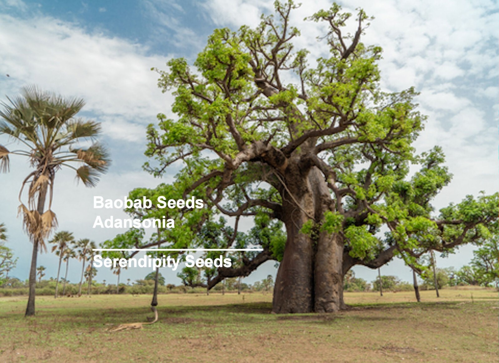 Baobab Tree 5 Heirloom Seeds- Adansonia digitata