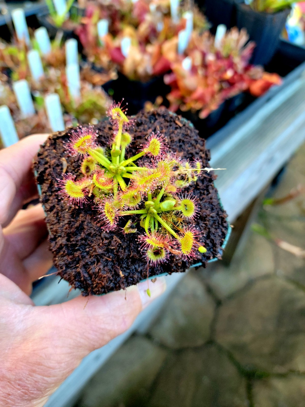 Drosera Rotundifolia ‘Rockingham County NH’ round leafed sundew potted