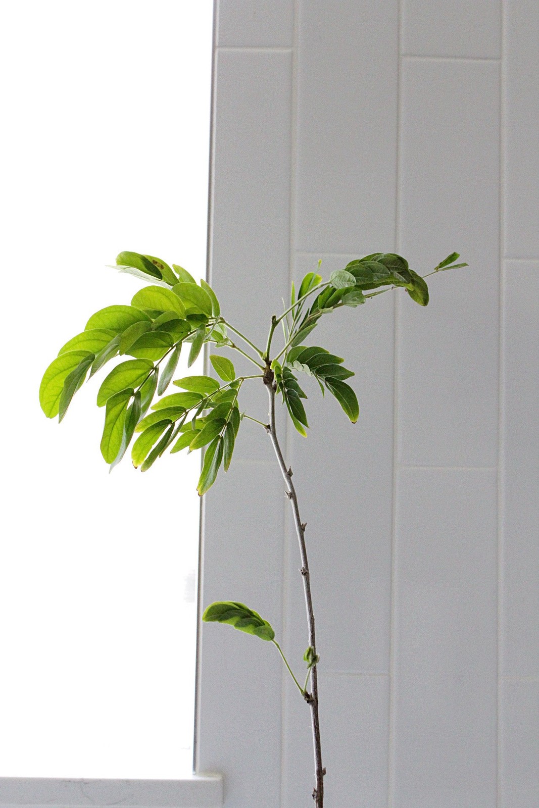 Powderpuff Pink Tree Starter – Calliandra Inaequilatera