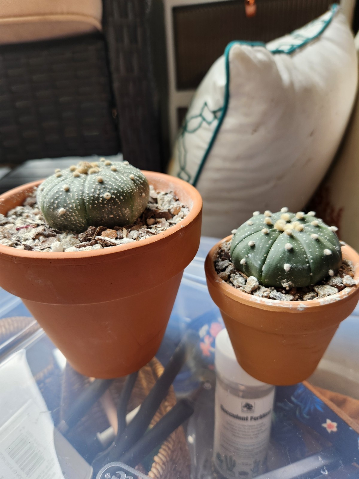 2 Astrophytum Asterias Sand Dollar Cacti