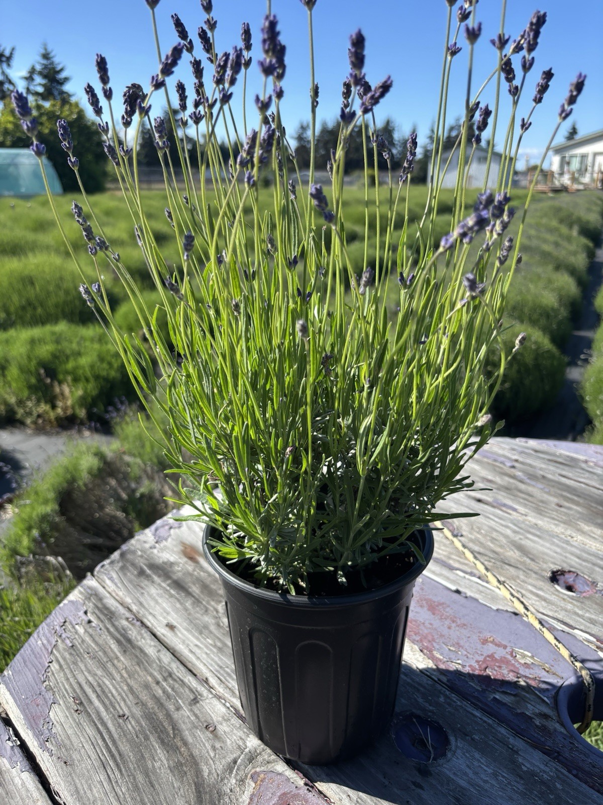 Live Folgate English Lavender Plant | 1 gallon Pot | Farm-Grown Sequim WA |