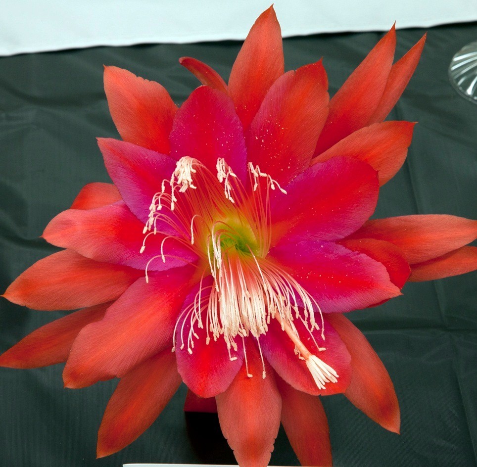 Epiphyllum, Orchid Cactus, ” CINCO DE MAYO “, Don’s Quart pots JUNE/3