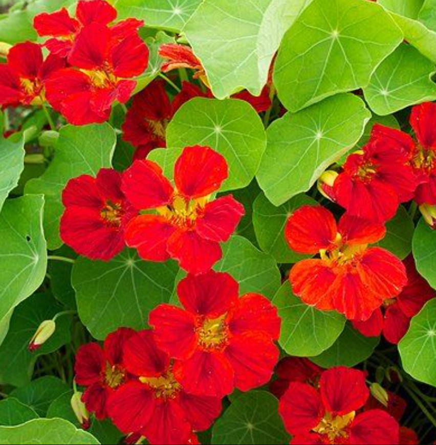 Nasturtium GLOBE OF FIRE RED SCARLET 12” Edible Salads Fragrant Non-GMO 20 Seeds