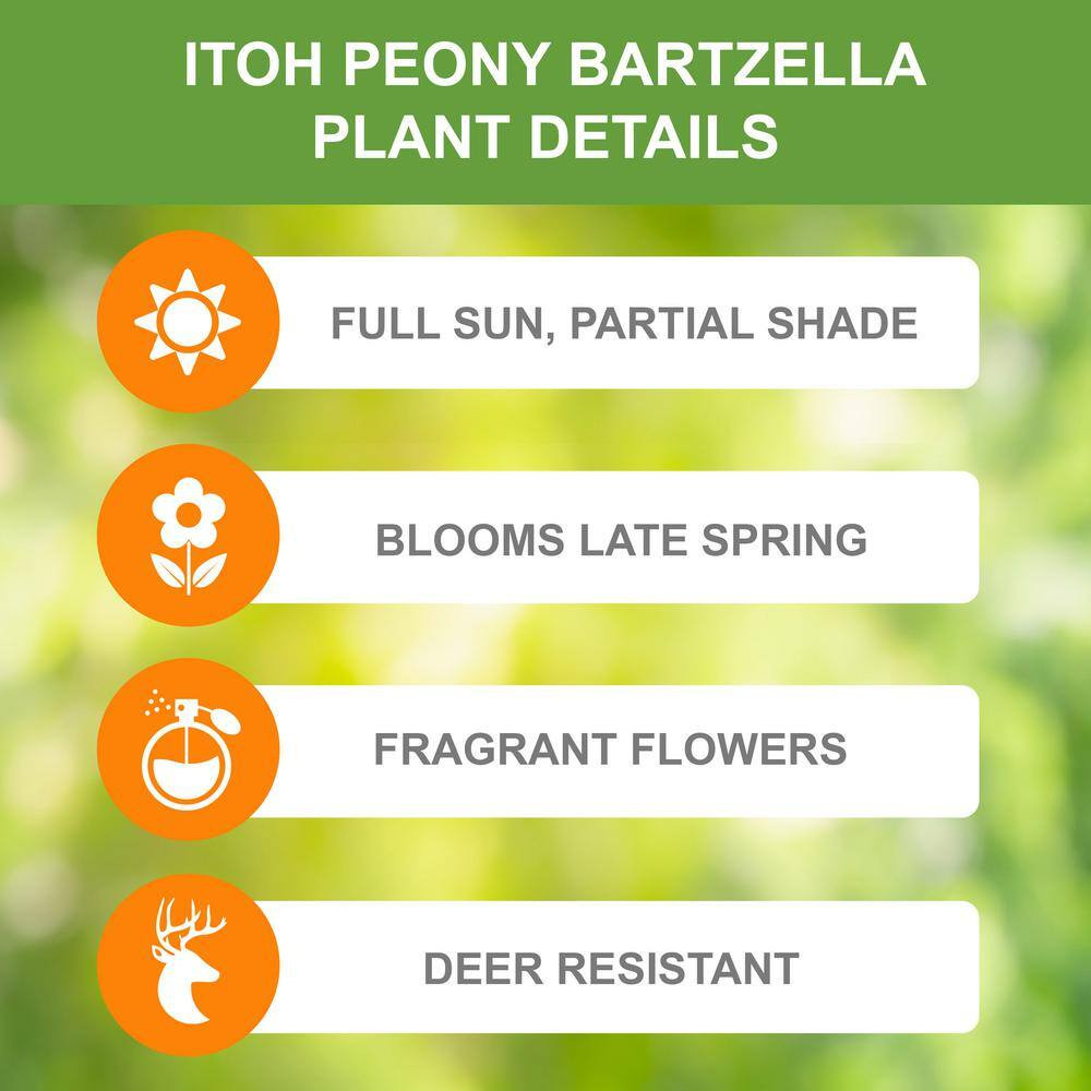 3/5 Eyes, Bartzella Itoh Peony Flower Bulbs, Bare Roots (Bag of 2)
