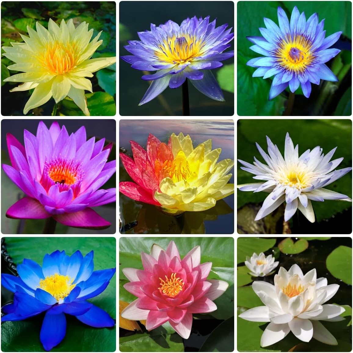High Germination Mini Lotus Seeds – 160+ Non-GMO Aquatic Plants for All Spaces