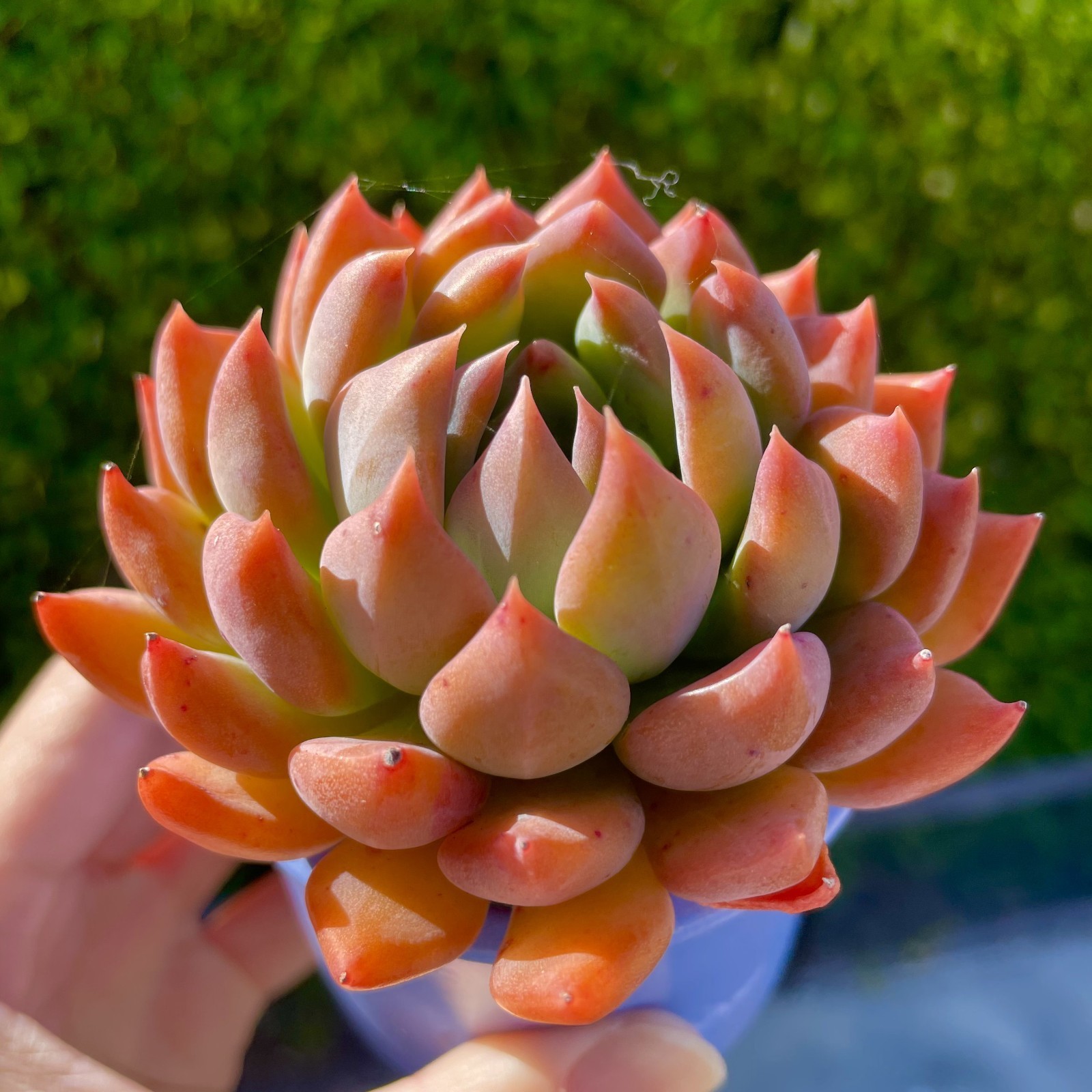 Rare Succulent Dark Elf Fully Rooted Healthy Live Easy Care Plant 2-3 Inches