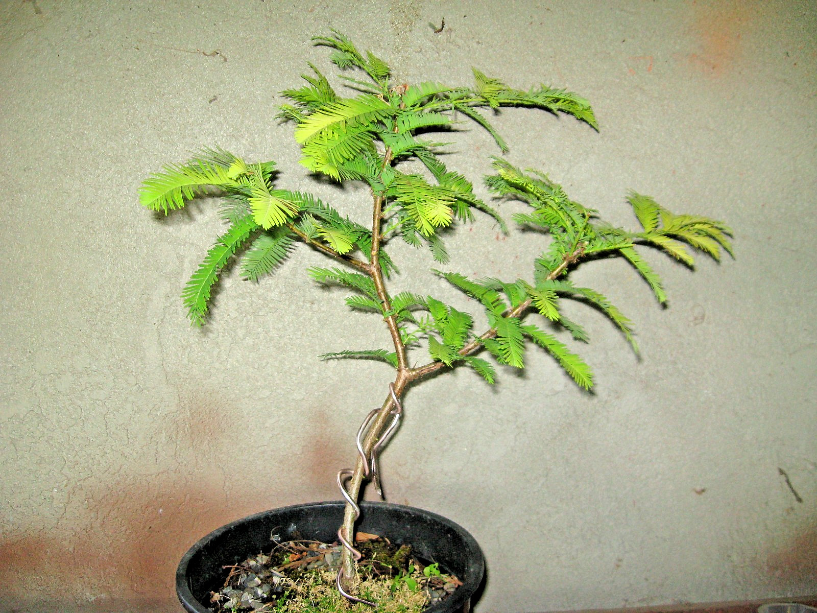 BONSAI METASEQUOIA OGON