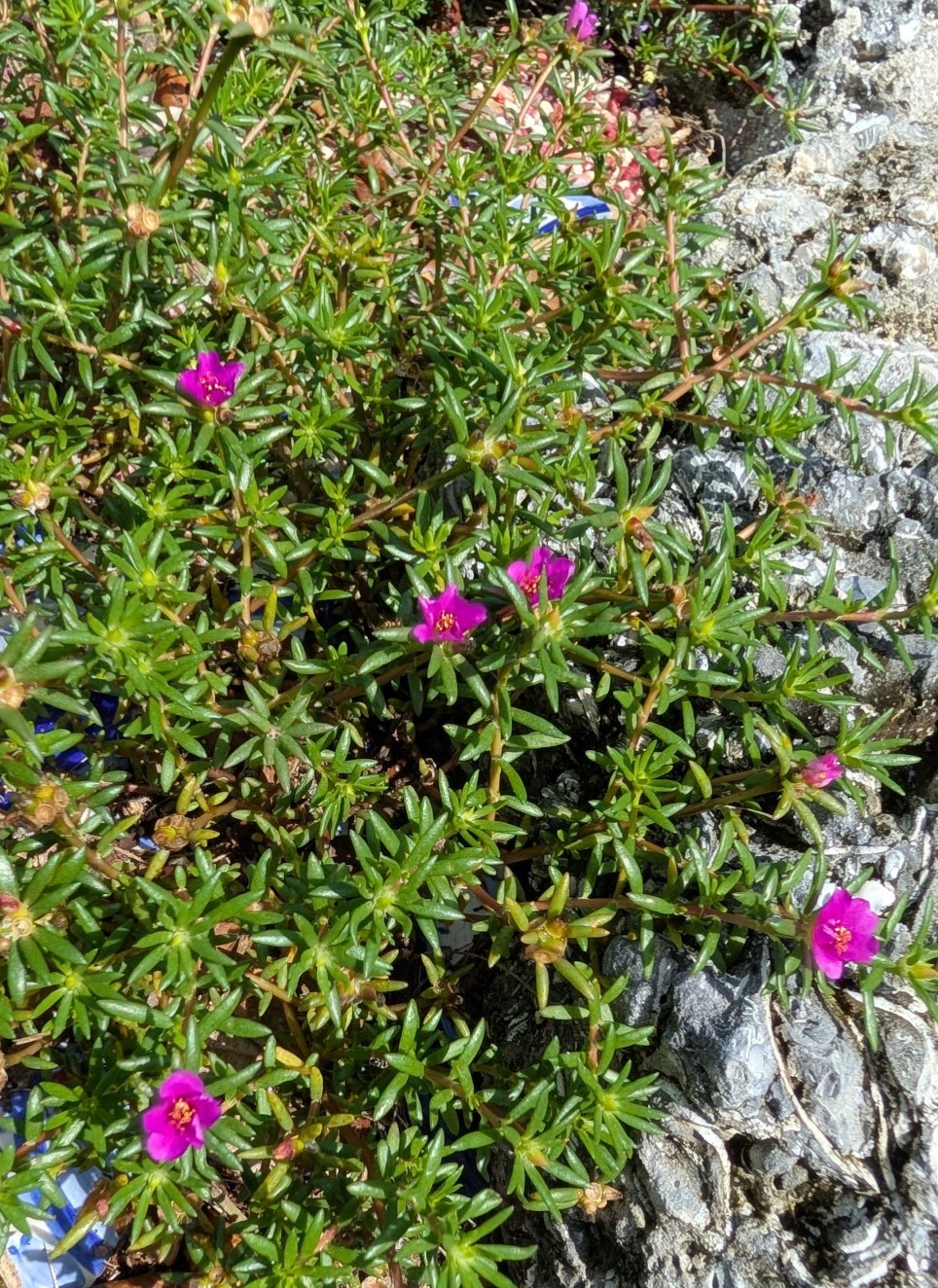 3 Rooted Moss Rose Plants Portulaca pilosa Magenta Kiss Me Quick Florida Native