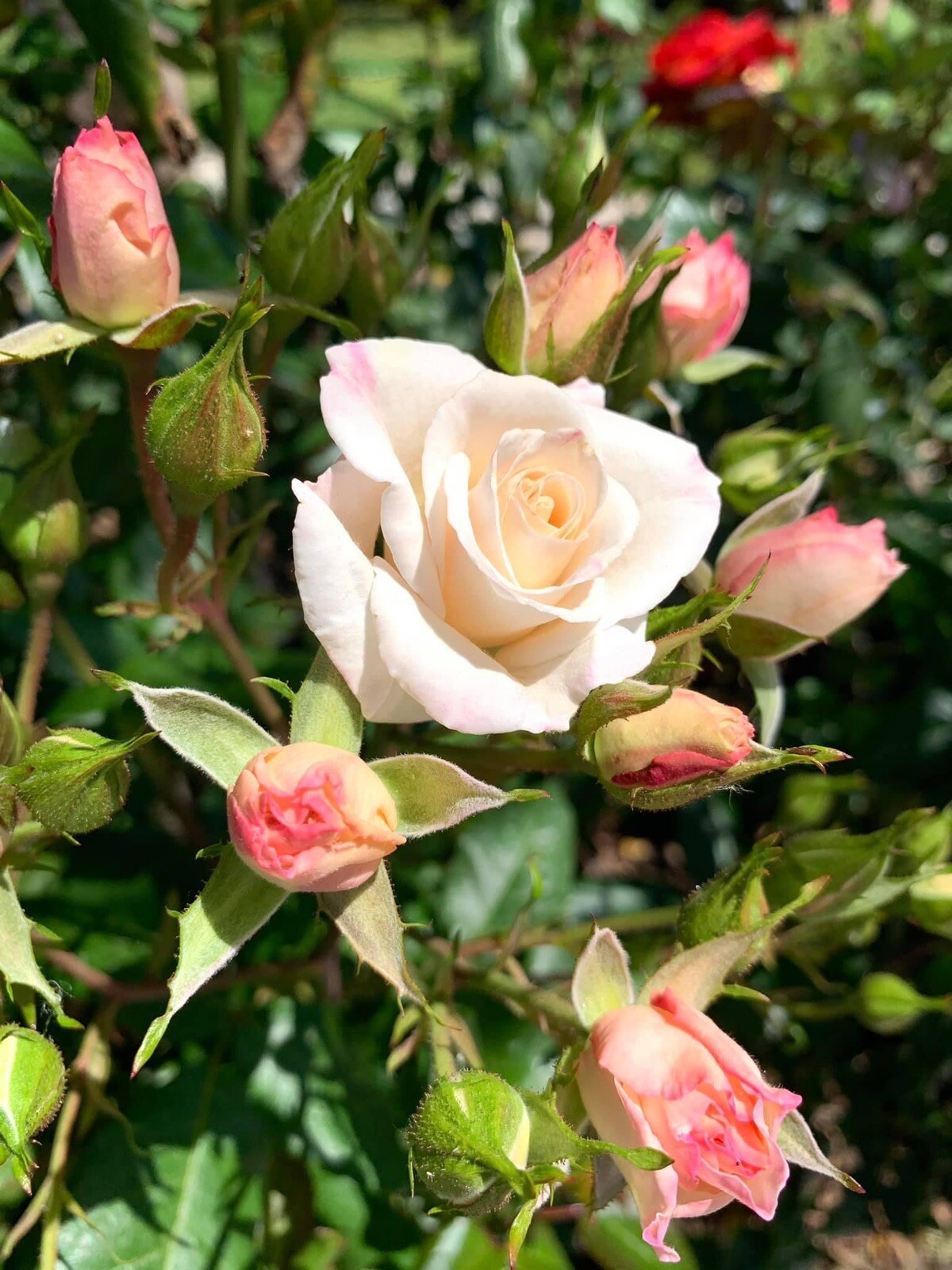 Fragrant Swany Rose, Shrub Rose – 20 Seeds 2024 – USA