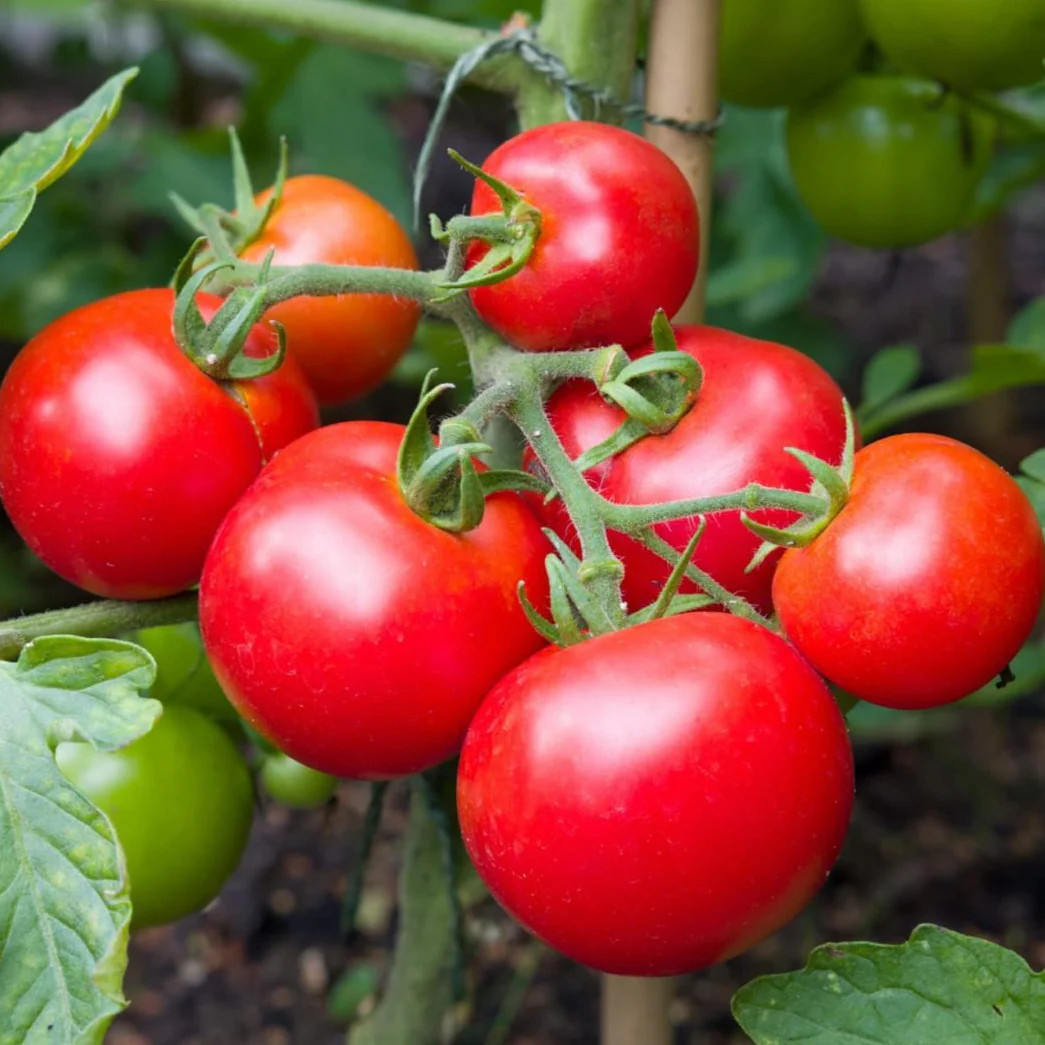 Moneymaker Vine Tomato Seeds | Indeterminate Cordon Stake Tomatoes Seed for 2025