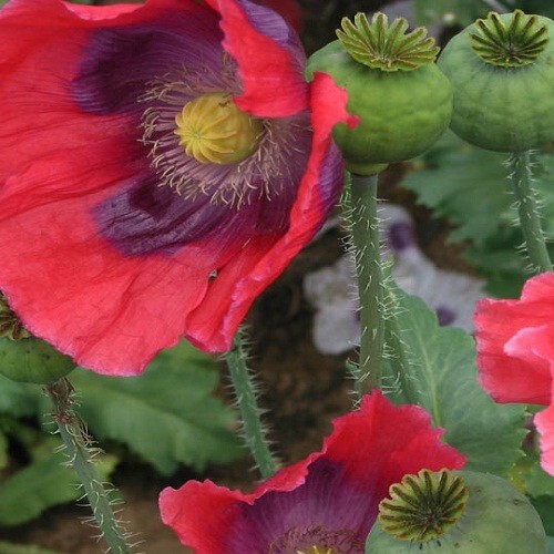 5,000 The Giant Rattler P Somniferum Giganteum Poppy Seeds Huge Flowers, Po ds