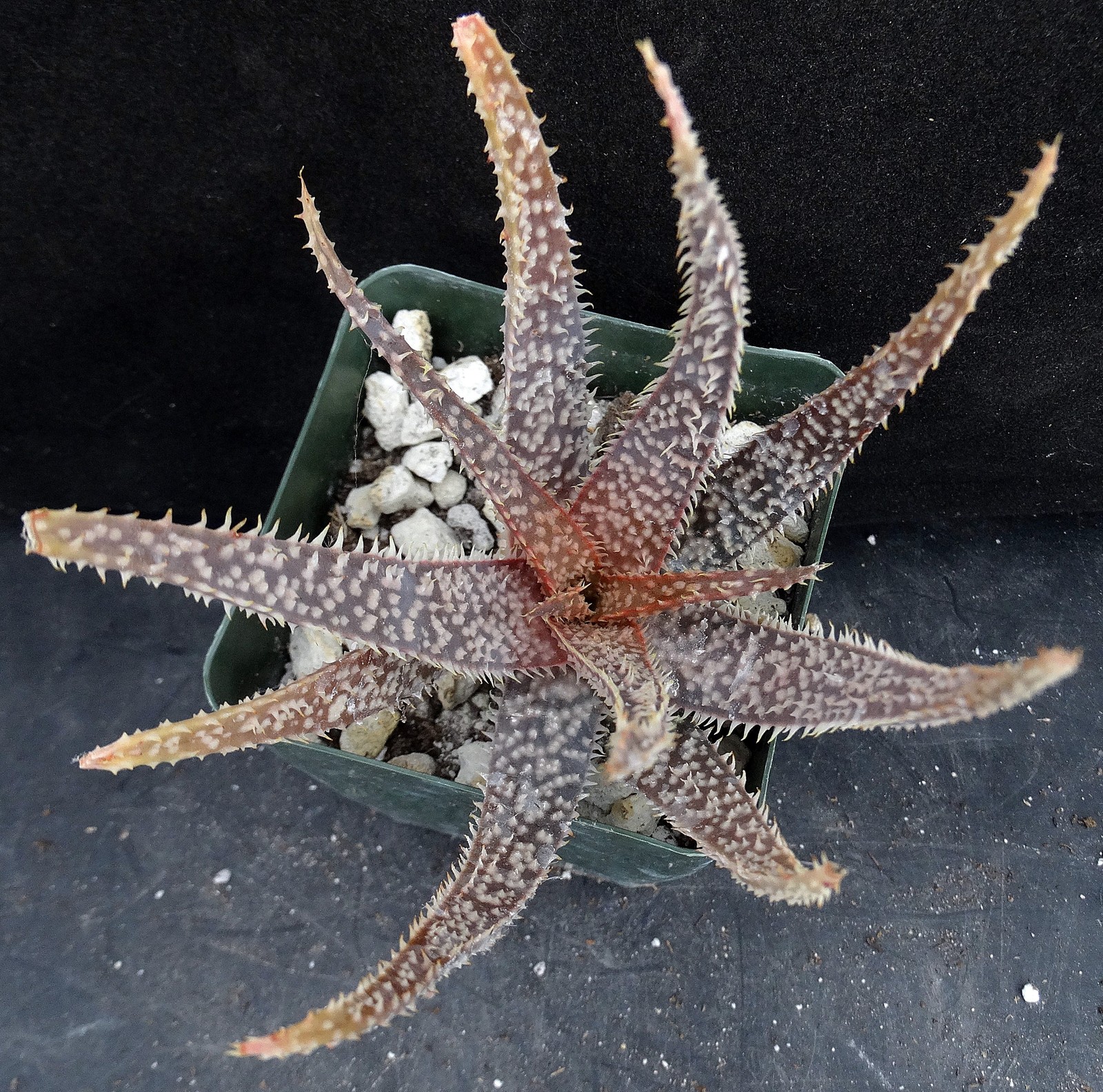 Aloe x ‘Spider Legs’