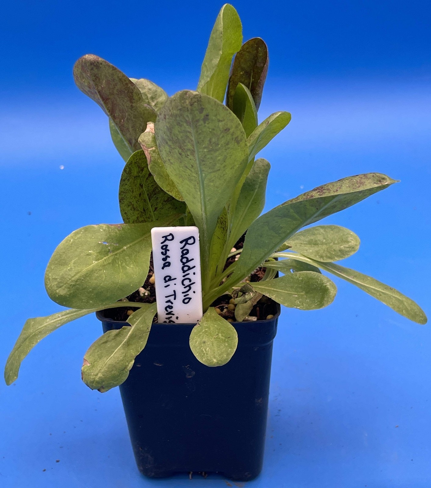 Radicchio Rossa Di Treviso Starter Plant – Cichorium Intybus Var. Foliosum