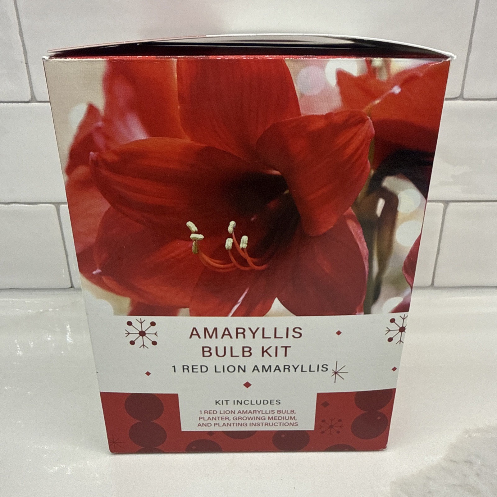 Indoor Amaryllis Bulb Kit – 1 Red Lion Bulb (Deep Red), Planter, Growing Medium