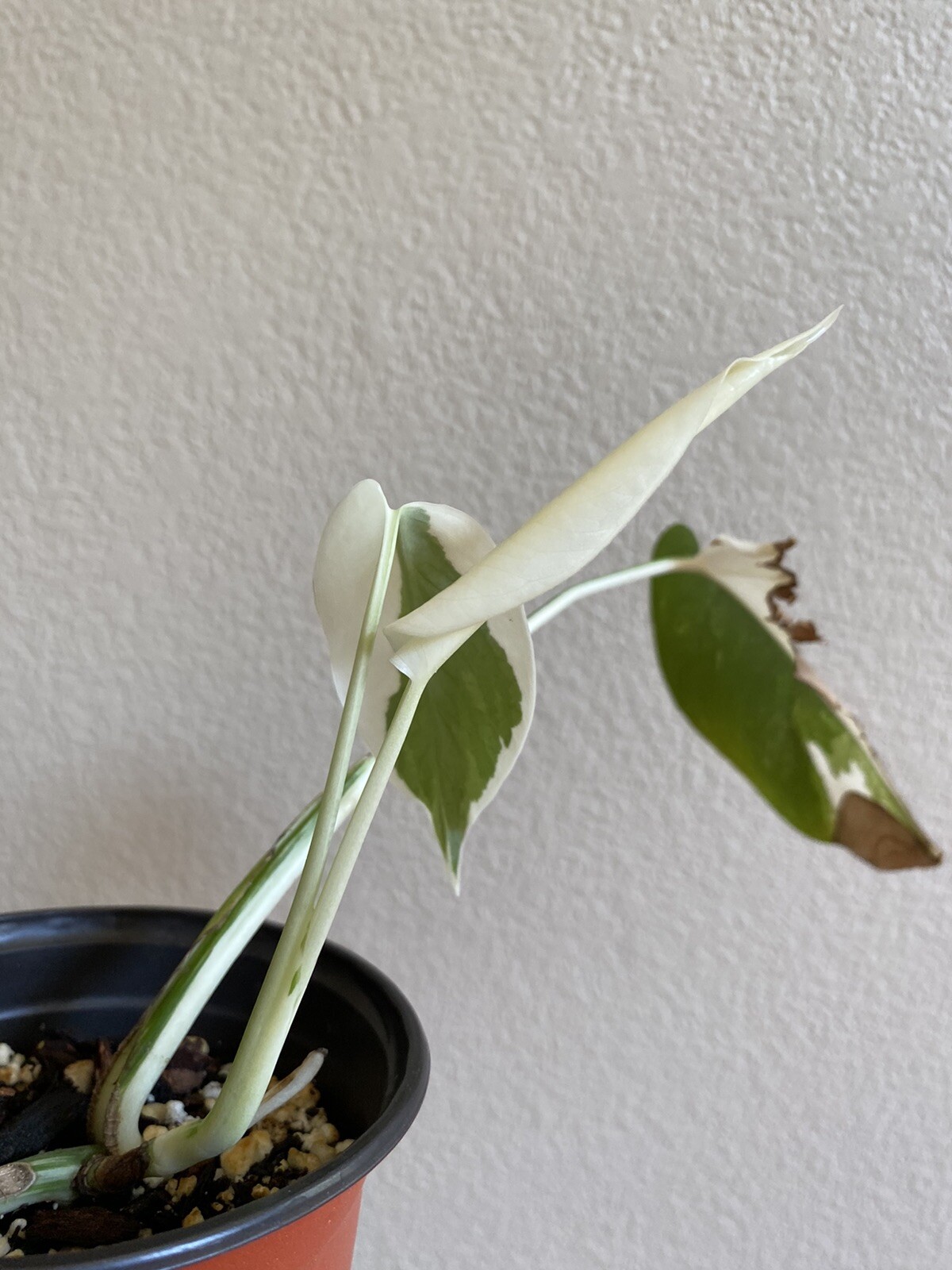 Variegated Monstera Albo Borsigiana – See Description – Available: A, B, D, E