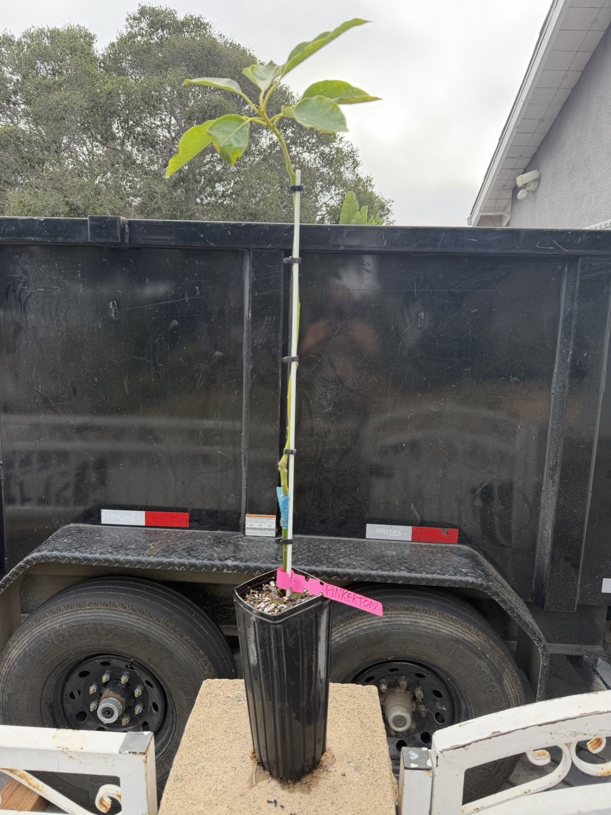 Pinkerton Avocado Tree Seedling Broadleaf Green Live Plant in Pot