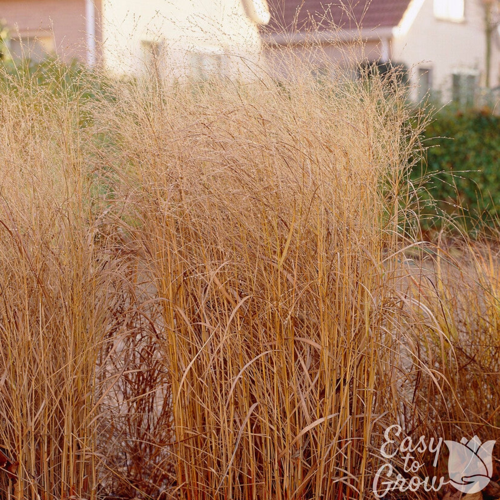Panicum Shenandoah Grass 2 Potted Plants – Rooted in Quart Pots, Easy to Grow