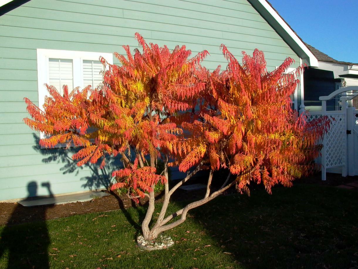 STAGHORN SUMAC Rhus Typhina – 50 SEEDS