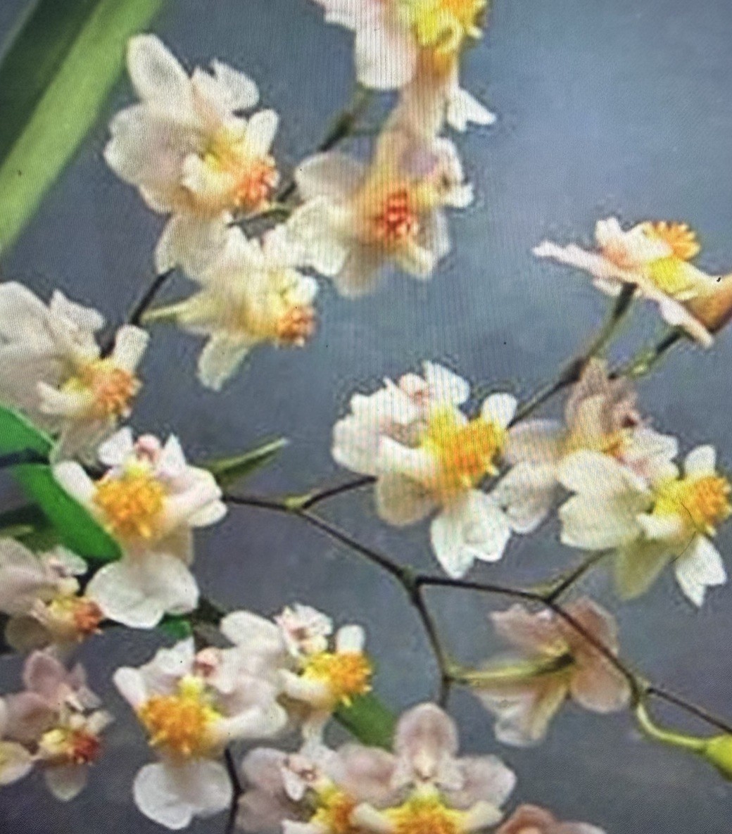 ORCHID PLANTS Twinkles 2 inch pot bloom size