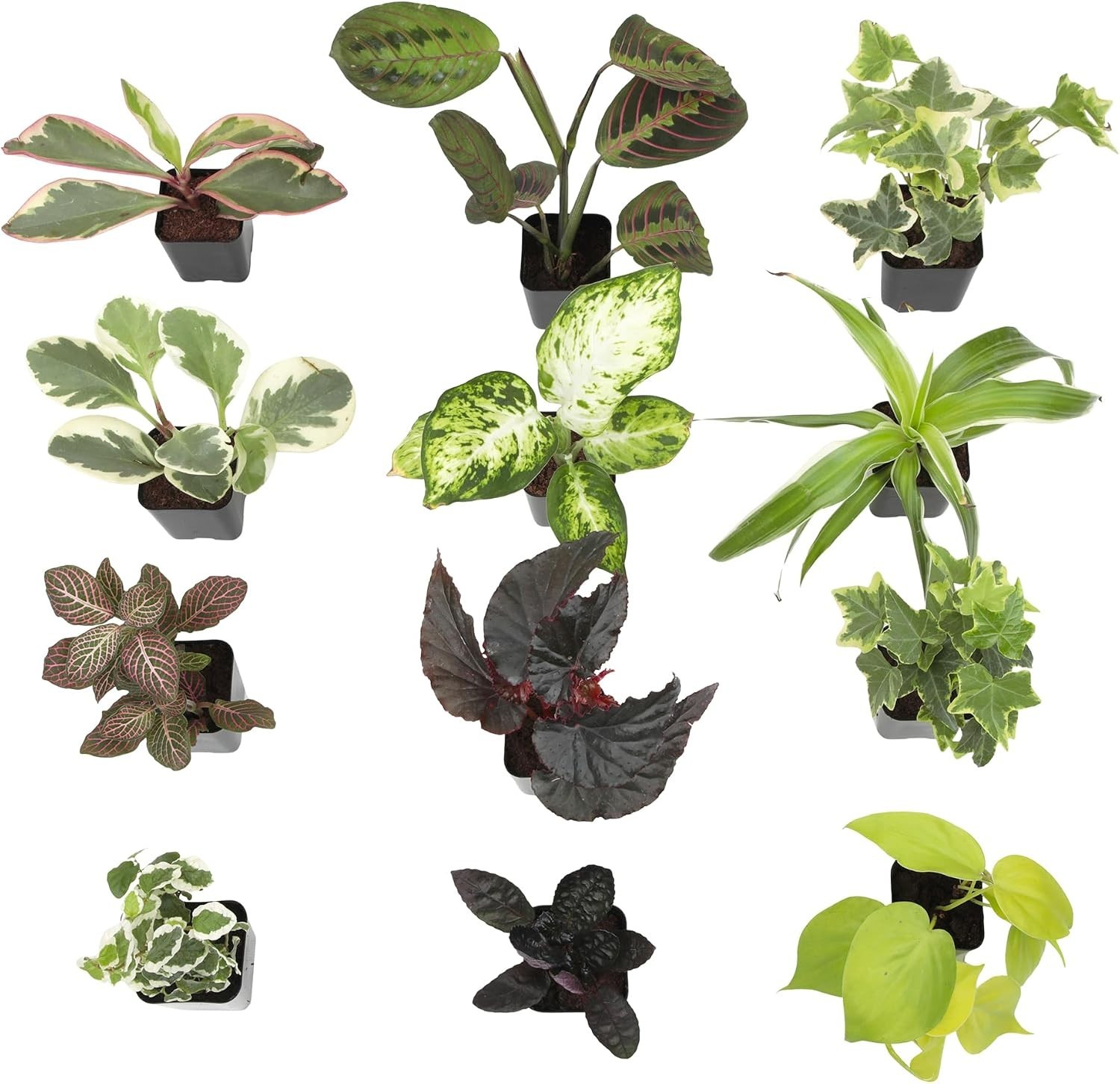2″ Potted Mini Indoor Plants – 12 Varieties