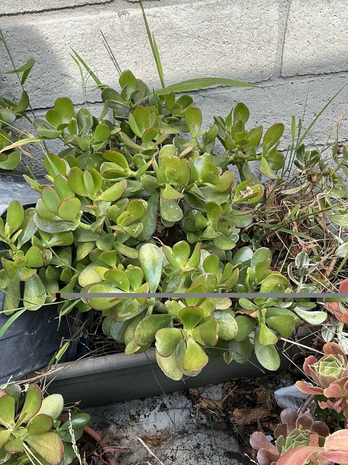 healthy jade plant with roots, Around 19” To 20” tall, rooted