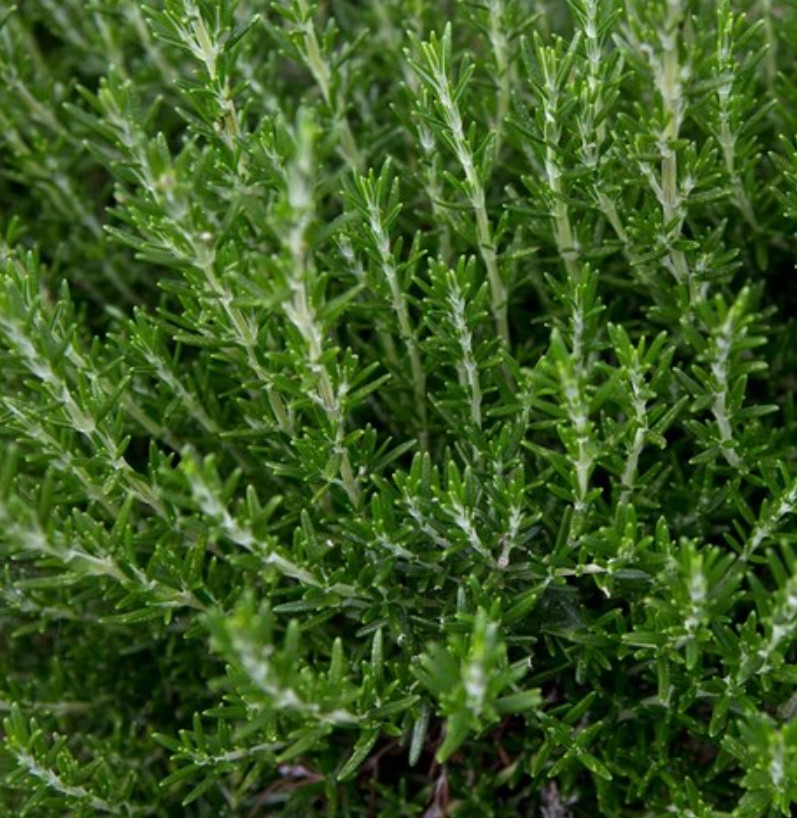 Upright Rosemary Plant – Live Plant in 1 Pot (2 Plants per Pot) – 6-8″ Tall