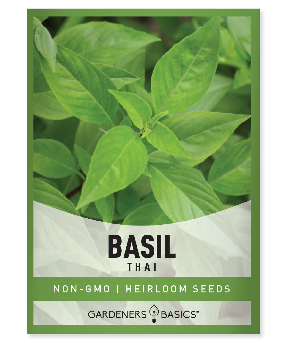 Thai Basil Seeds