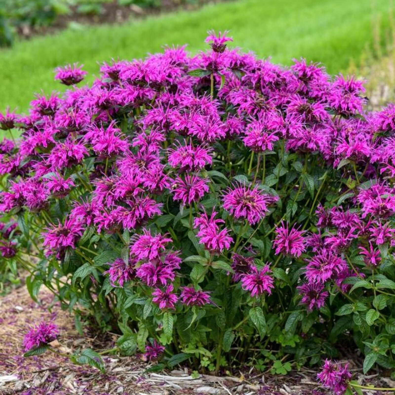 100 Neon Purple Bee Balm Seeds Flowers Seed Butterflies Bees Hummingbird US SELL
