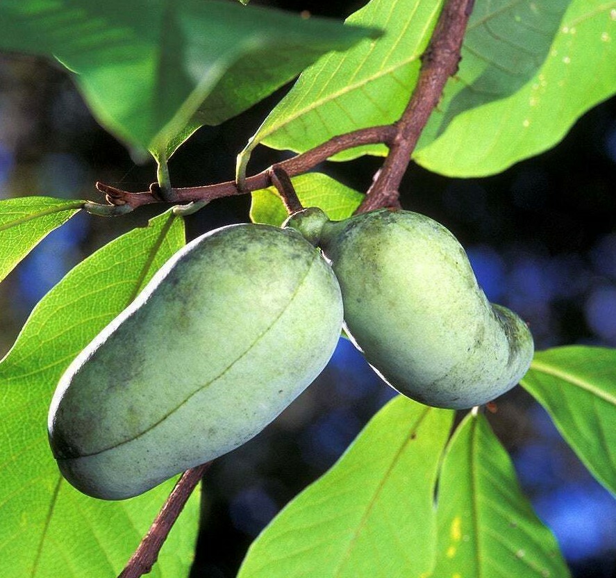 3 Paw Paw Indian Banana Trees – 8-12″ Tall – Live Plants – Asimina triloba