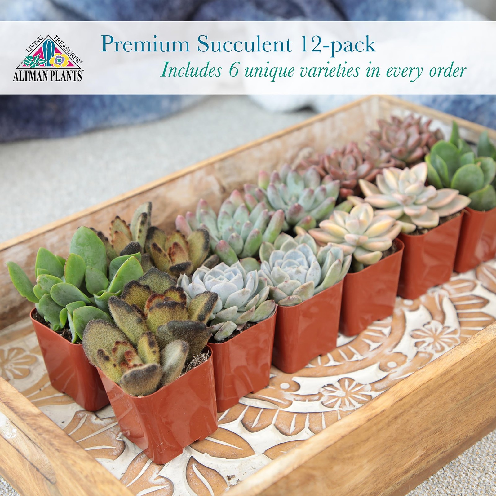 Live Succulents 12Pack 6 Unique Varieties, Easy Care, Assorted Colors